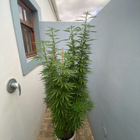 Gift from john  growlog timeline photo