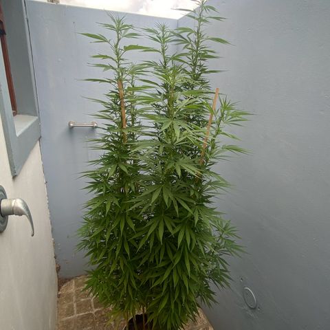 Gift from john  growlog timeline photo