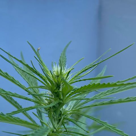 Gift from john  growlog timeline photo