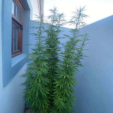 Gift from john  growlog timeline photo