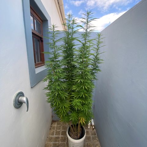 Gift from john  growlog timeline photo