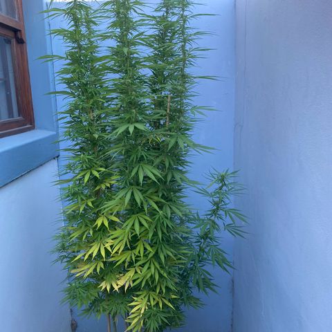 Gift from john  growlog timeline photo