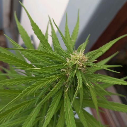 Gift from john  growlog timeline photo