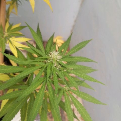 Gift from john  growlog timeline photo