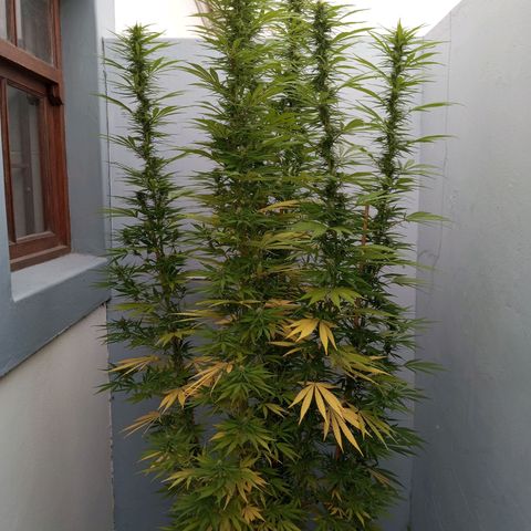 Gift from john  growlog timeline photo
