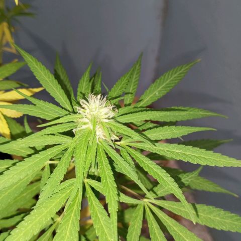 Gift from john  growlog timeline photo
