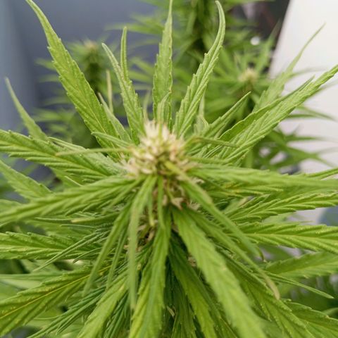 Gift from john  growlog timeline photo