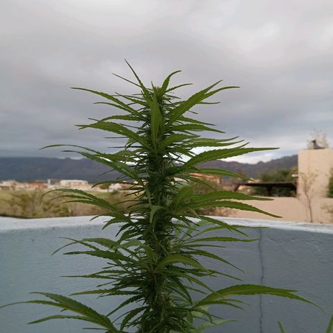 Gift from john  growlog timeline photo