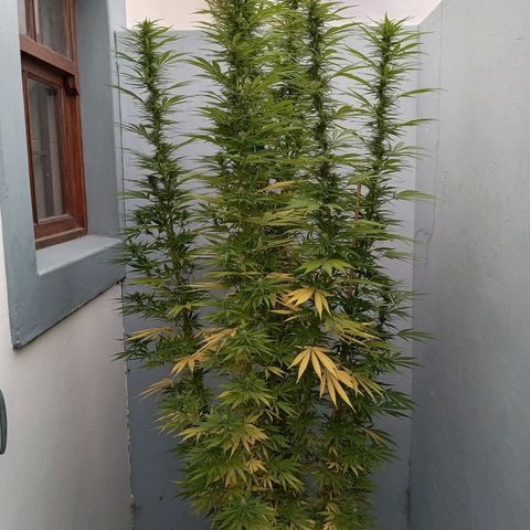 Gift from john  growlog timeline photo