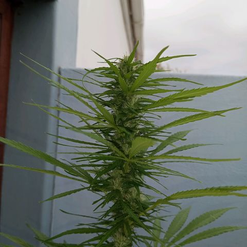 Gift from john  growlog timeline photo