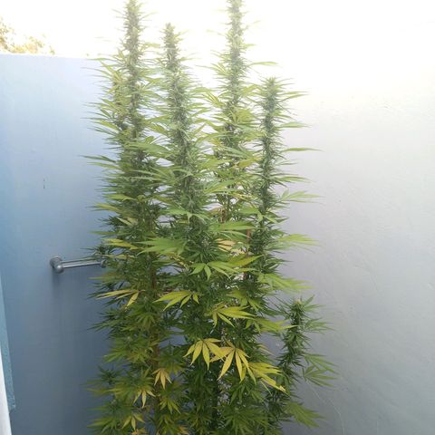 Gift from john  growlog timeline photo