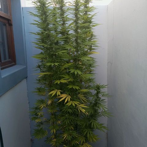 Gift from john  growlog timeline photo