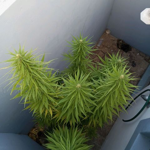 Gift from john  growlog timeline photo