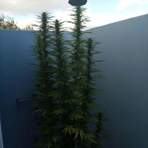 Gift from john  growlog timeline photo