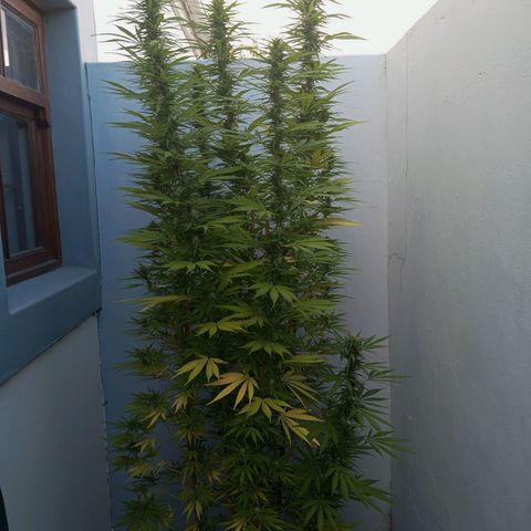 Gift from john  growlog timeline photo