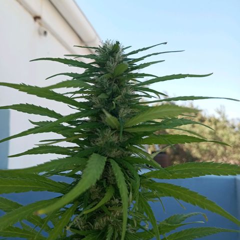 Gift from john  growlog timeline photo