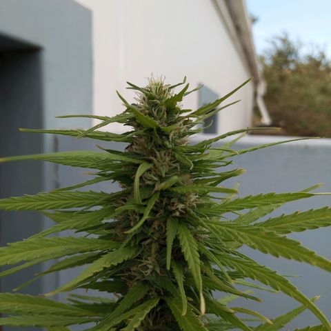 Gift from john  growlog timeline photo