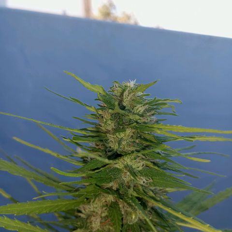 Gift from john  growlog timeline photo