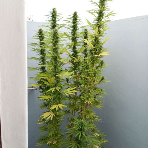 Gift from john  growlog timeline photo