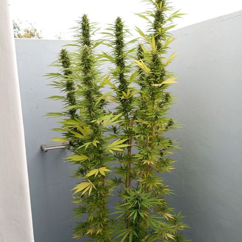 Gift from john  growlog timeline photo