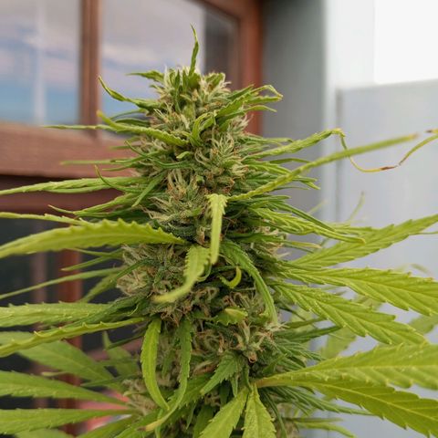 Gift from john  growlog timeline photo