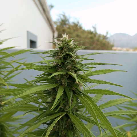 Gift from john  growlog timeline photo