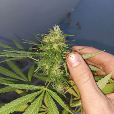Gift from john  growlog timeline photo