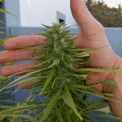 Gift from john  growlog timeline photo