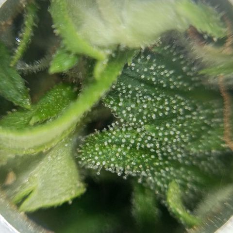 Gift from john  growlog timeline photo