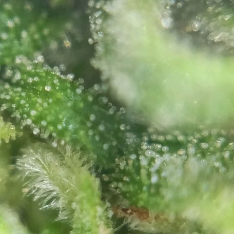 Gift from john  growlog timeline photo