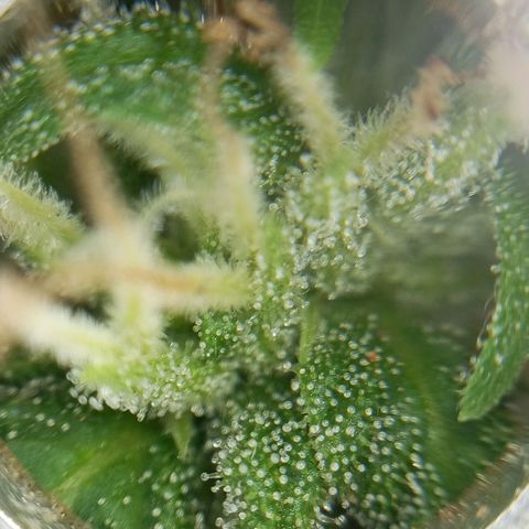 Gift from john  growlog timeline photo
