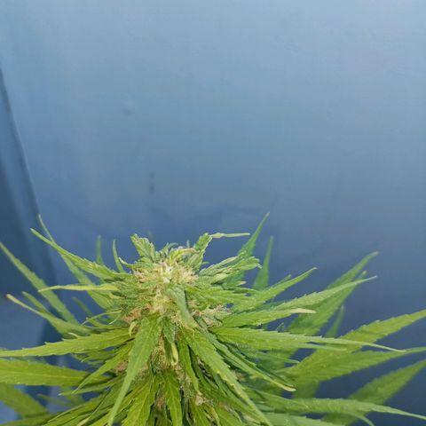 Gift from john  growlog timeline photo