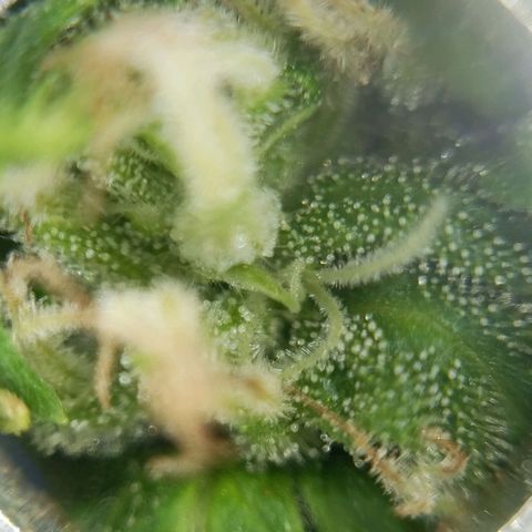 Gift from john  growlog timeline photo