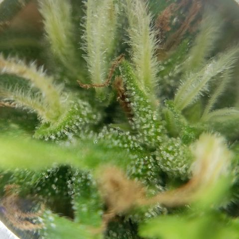 Gift from john  growlog timeline photo