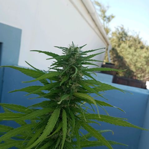 Gift from john  growlog timeline photo