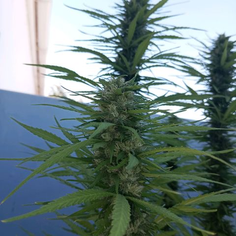 Gift from john  growlog timeline photo
