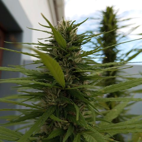 Gift from john  growlog timeline photo