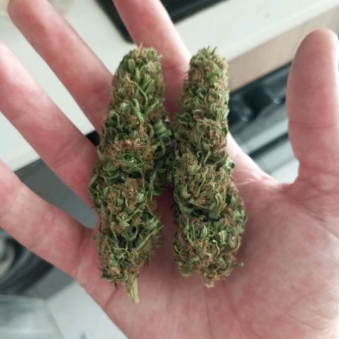 Gift from john  growlog timeline photo