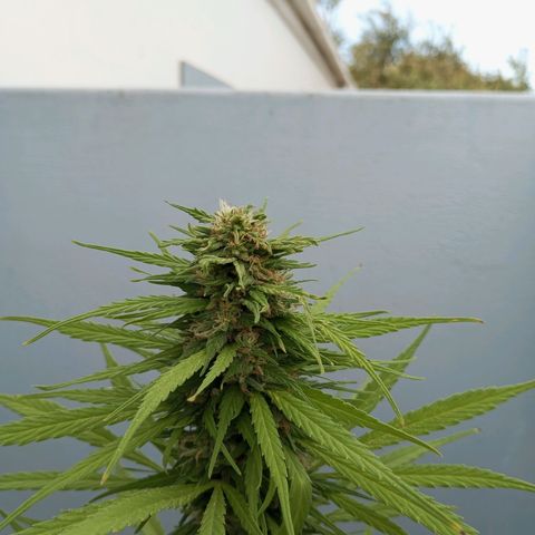 Gift from john  growlog timeline photo