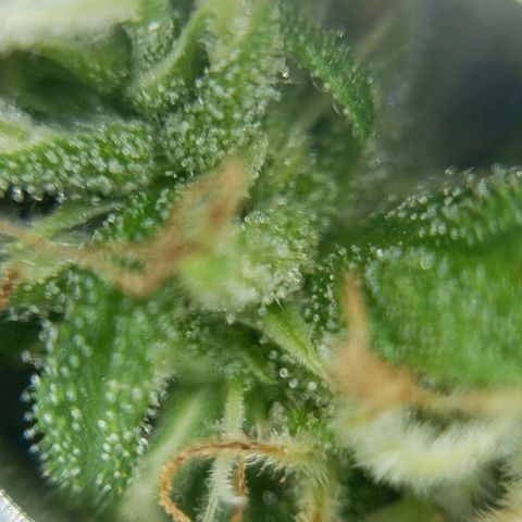 Gift from john  growlog timeline photo