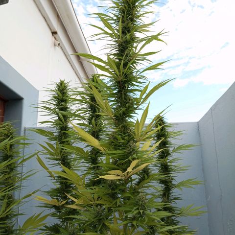 Gift from john  growlog timeline photo