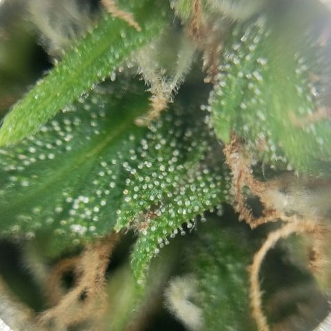 Gift from john  growlog timeline photo