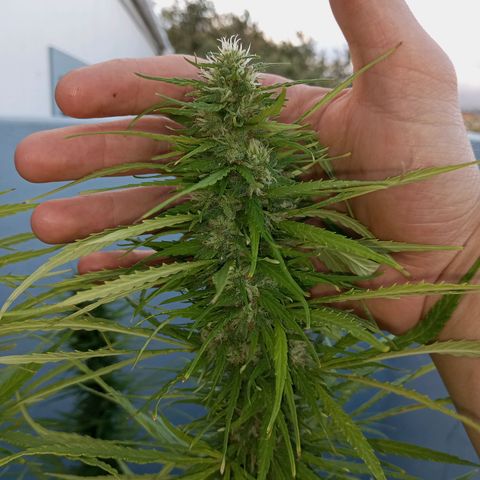 Gift from john  growlog timeline photo