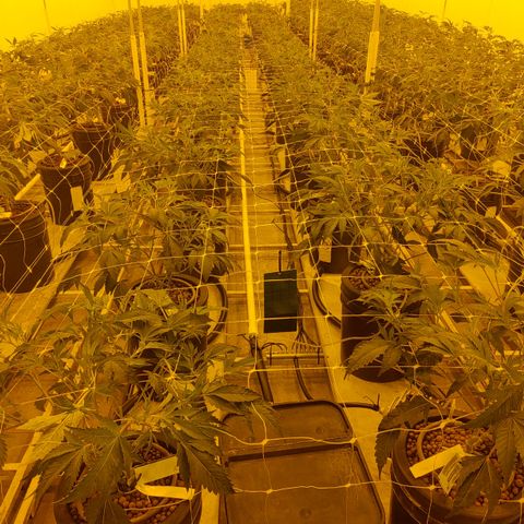 Wedding Cake, Creamsicle x Zittles, MaiTai, Garlic Breath growlog photo: Creamsicle x Zittles