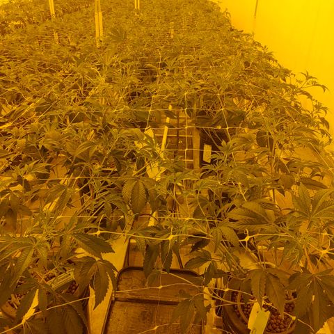Wedding Cake, Creamsicle x Zittles, MaiTai, Garlic Breath growlog photo: MaiTai and Garlic Breath