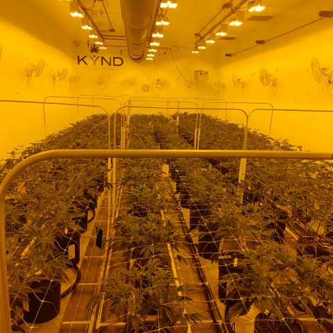 Wedding Cake, Creamsicle x Zittles, MaiTai, Garlic Breath growlog timeline photo