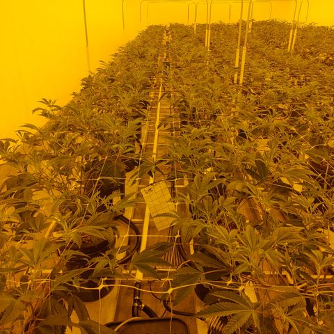 Wedding Cake, Creamsicle x Zittles, MaiTai, Garlic Breath growlog timeline photo