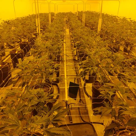 Wedding Cake, Creamsicle x Zittles, MaiTai, Garlic Breath growlog timeline photo