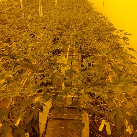 Wedding Cake, Creamsicle x Zittles, MaiTai, Garlic Breath growlog timeline photo