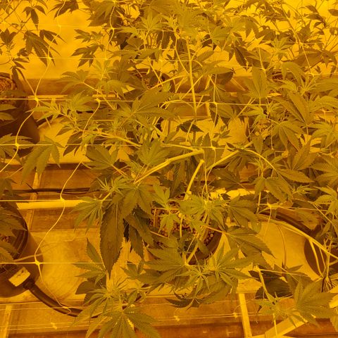 Wedding Cake, Creamsicle x Zittles, MaiTai, Garlic Breath growlog photo: T3 5 from back on inside